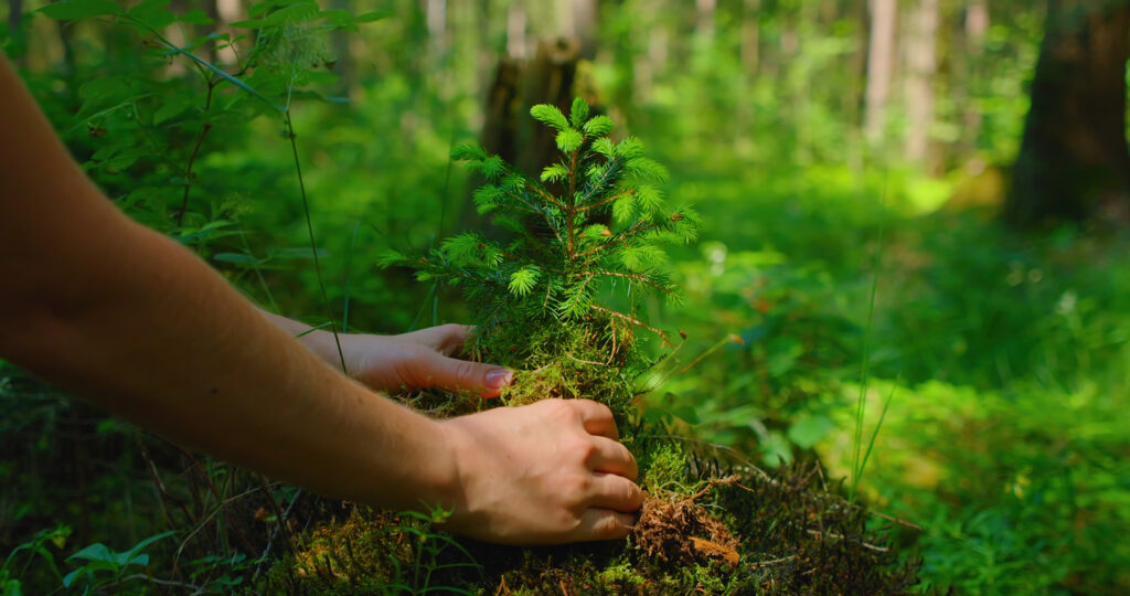 hands holding a pine tree sapling in a forest