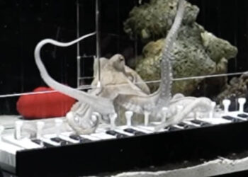 an octopus playing a piano in an aquarium