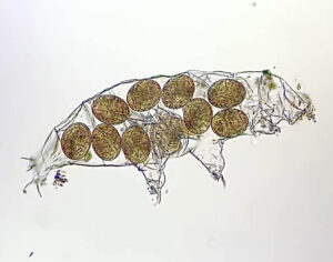 tardigrade eggs in the shed skin of the mother tardigrade