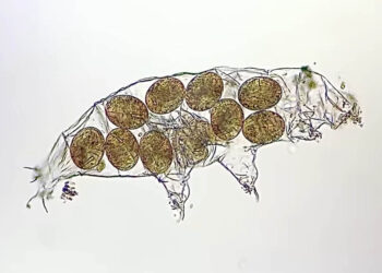 tardigrade eggs in the shed skin of the mother tardigrade