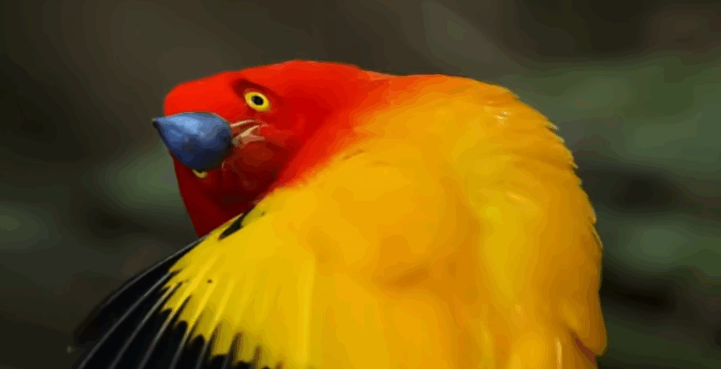 brightly colored male bowerbird