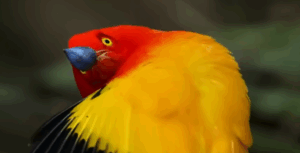 brightly colored male bowerbird