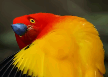 brightly colored male bowerbird