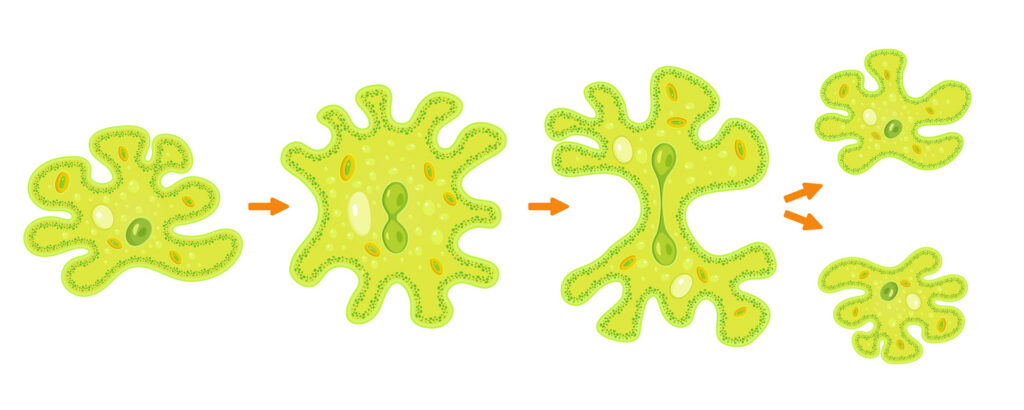 Drawing of an amoeba undergoing binary fission