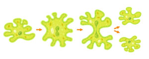 Drawing of an amoeba undergoing binary fission