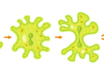 Drawing of an amoeba undergoing binary fission