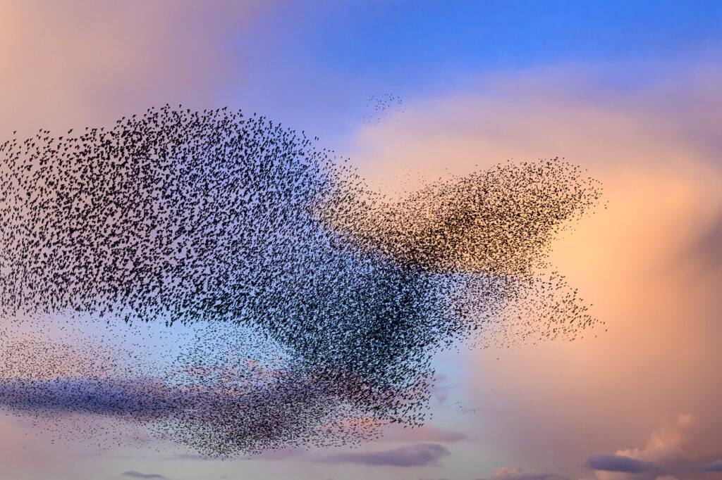 Starling birds murmuration in an cloudy sky during a calm sunset at the end of the day. With a bit of imagination the large group of starlings from the shape of an eagle while they move together in reaction to a bird of prey in the sky. Huge groups of starlings (Sturnidae) in the sky that move in shape-shifting clouds before the night.