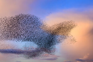 Starling birds murmuration in an cloudy sky during a calm sunset at the end of the day. With a bit of imagination the large group of starlings from the shape of an eagle while they move together in reaction to a bird of prey in the sky. Huge groups of starlings (Sturnidae) in the sky that move in shape-shifting clouds before the night.