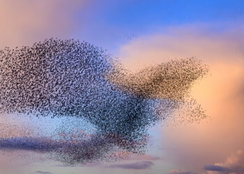 Starling birds murmuration in an cloudy sky during a calm sunset at the end of the day. With a bit of imagination the large group of starlings from the shape of an eagle while they move together in reaction to a bird of prey in the sky. Huge groups of starlings (Sturnidae) in the sky that move in shape-shifting clouds before the night.