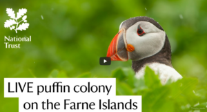 Still image from the live puffin colony on the Farne Islands by the National Trust
