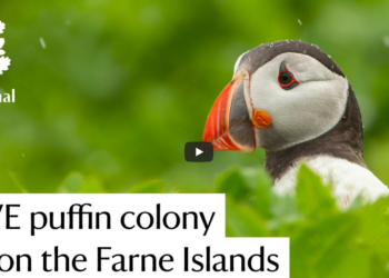 Still image from the live puffin colony on the Farne Islands by the National Trust