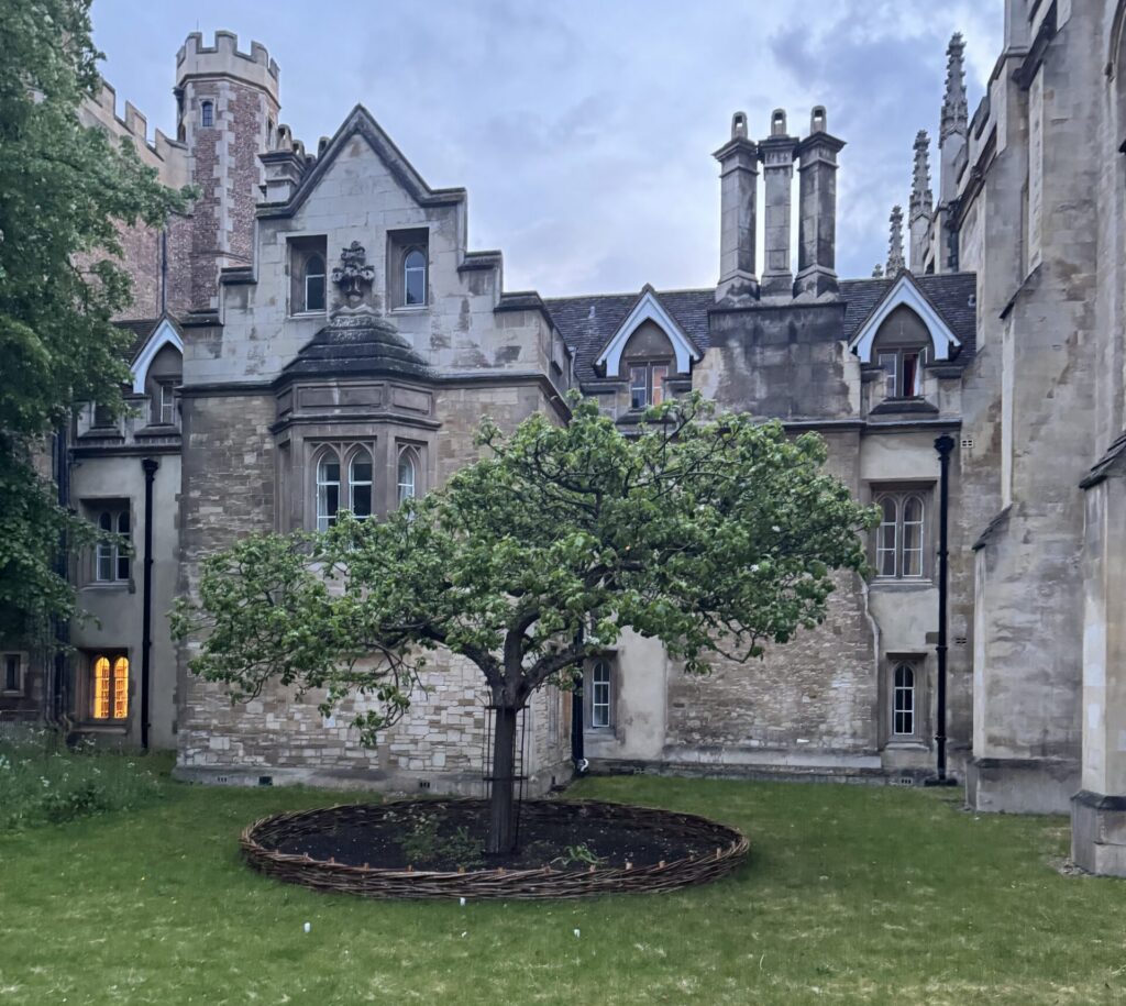 Photograph of an old stone courtyard. In the center of the courtyard, a medium‑sized tree with a broad, rounded canopy stands in a circular bed edged with a low woven or wooden border. The grass around the tree fills most of the lower half of the image and looks slightly patchy with different shades of green and yellow. The surrounding building is made of light gray and beige stone with Gothic or medieval-style architecture, including pointed gables, tall chimneys, and decorative stonework. Several multi‑paned windows are visible; one window on the left side glows with warm yellow light, while the others appear unlit. The sky above is overcast, giving the scene a muted, cool tone. Image description provided with Be My Eyes.