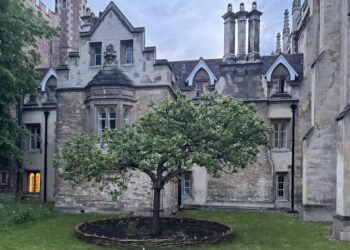 Photograph of an old stone courtyard. In the center of the courtyard, a medium‑sized tree with a broad, rounded canopy stands in a circular bed edged with a low woven or wooden border. The grass around the tree fills most of the lower half of the image and looks slightly patchy with different shades of green and yellow. The surrounding building is made of light gray and beige stone with Gothic or medieval-style architecture, including pointed gables, tall chimneys, and decorative stonework. Several multi‑paned windows are visible; one window on the left side glows with warm yellow light, while the others appear unlit. The sky above is overcast, giving the scene a muted, cool tone. Image description provided with Be My Eyes.