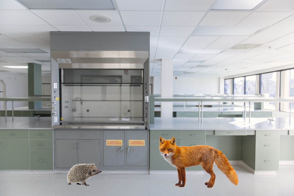 a poorly photoshopped image of a fox and a hedgehog in an empty science laboratory