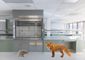 a poorly photoshopped image of a fox and a hedgehog in an empty science laboratory