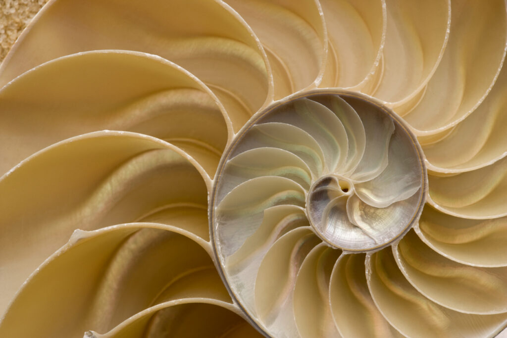 Decorative image with a detailed photo of a Nautilus shell cut in half, showing inside of shell and chambers in profile. Nautilus pompilius - Common name of any marine creatures in the cephalopod family Nautilidae, the sole family of the suborder Nautilina.