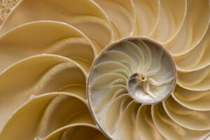 Decorative image with a detailed photo of a Nautilus shell cut in half, showing inside of shell and chambers in profile. Nautilus pompilius - Common name of any marine creatures in the cephalopod family Nautilidae, the sole family of the suborder Nautilina.