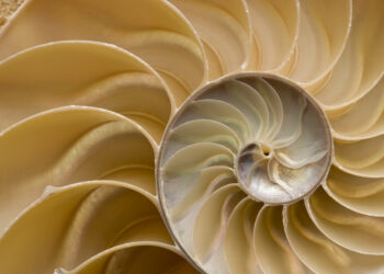 Decorative image with a detailed photo of a Nautilus shell cut in half, showing inside of shell and chambers in profile. Nautilus pompilius - Common name of any marine creatures in the cephalopod family Nautilidae, the sole family of the suborder Nautilina.
